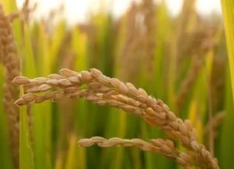 緩控釋肥對(duì)水稻生長發(fā)育的影響，這些知識(shí)你可能不清楚，不妨看看