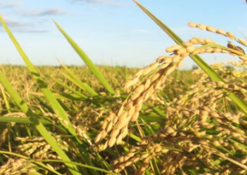 水稻進入拔節(jié)孕穗期，農(nóng)民做好這3點，壯桿爭大穗，為高產(chǎn)打基礎