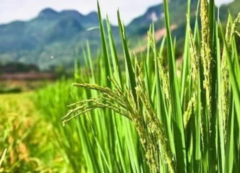 水稻鉀肥什么時候施用好？有哪些要求？