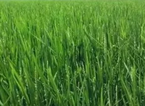 水稻抽穗期能缺水嗎？施什么肥料好？