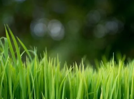 水稻高產(chǎn)栽培技術，掌握科學種植技巧，以減少病蟲害的發(fā)生