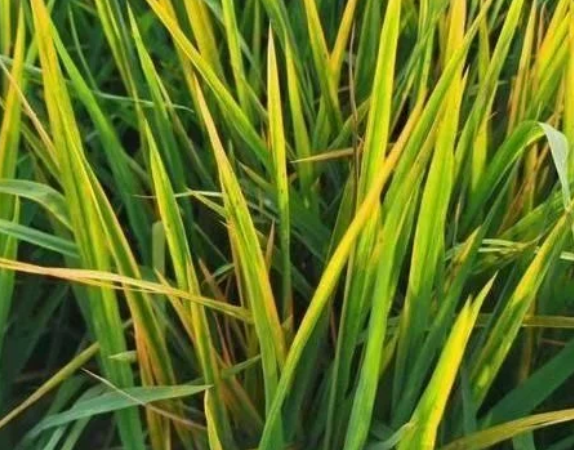 田間水稻一片&ldquo;火紅&rdquo;，細條病、赤枯病、稻瘟病如何區(qū)別防治？