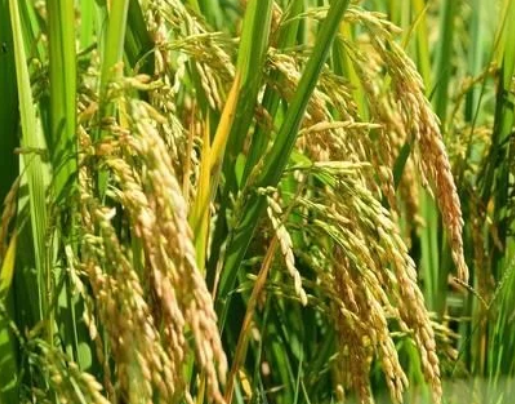 水稻直播高產(chǎn)栽培技術(shù)，要注意這幾點(diǎn)，你也能有大豐收